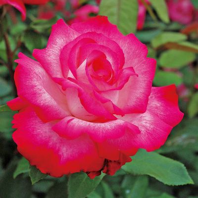 濃いピンクと白のグラデーションがかかったセイカ（聖火）というバラの画像