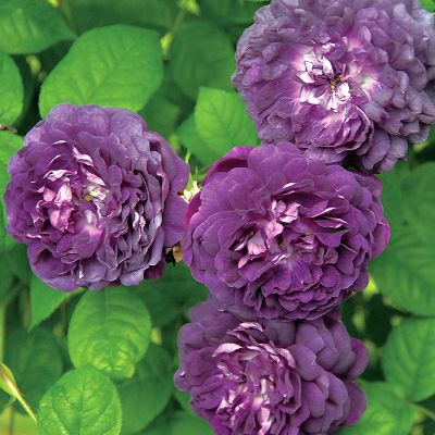 オールドローズの中で最もバイオレット色を咲かせるカージナルドゥリシュリューというバラの画像