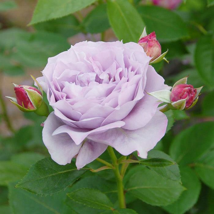 やや薄墨色をおびたヴァイオレットカラーのノヴァーリスというバラの画像