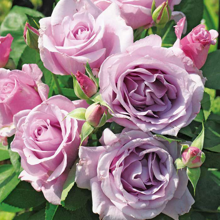 藤色の上品な花色をした夜来香（イエライシャン）というバラの画像