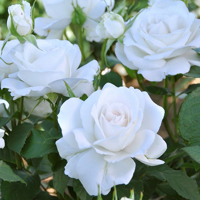 シルキーホワイト色をしたアンナプルナというバラの画像