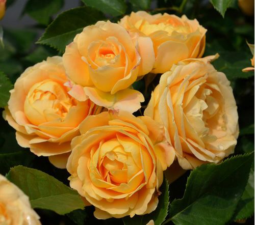 オレンジ色に黄色がのった色をしたラドルチェヴィータというバラの画像