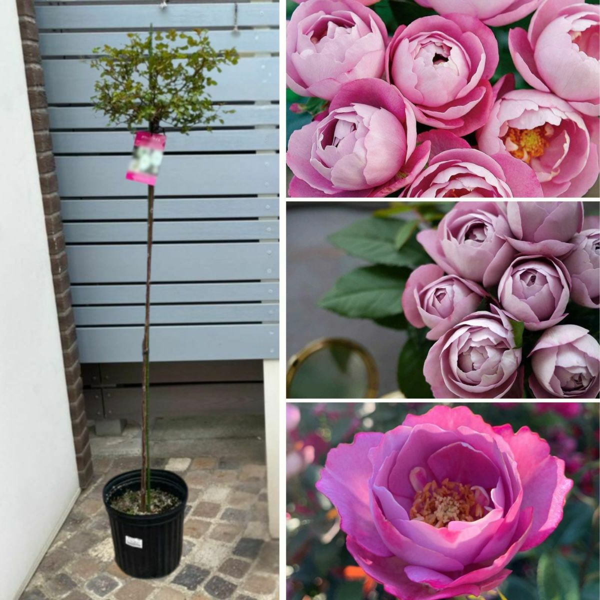 青みをおびた淡い紫色をしたブルドゥパルファムというバラの画像