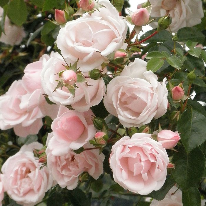 清楚な薄ピンクの色合いのニュードーンというバラの画像