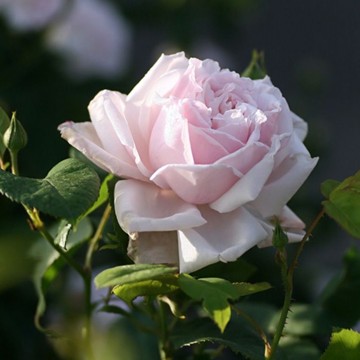 白に近い、ごく淡いピンクのオーギュスティーヌギノワソーというバラの画像