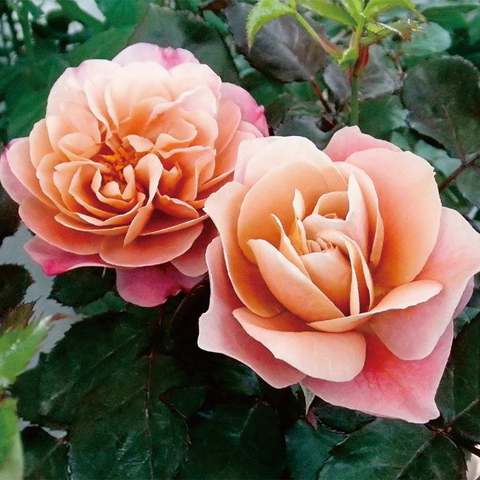 高品質　オブシディアン　薔薇　ローズ　回る台座付き ディスタントドラムス]春苗｜バラと庭あそび京阪園芸公式ショップ