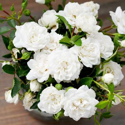 純白な花色が特徴的なオールメリーというバラの画像