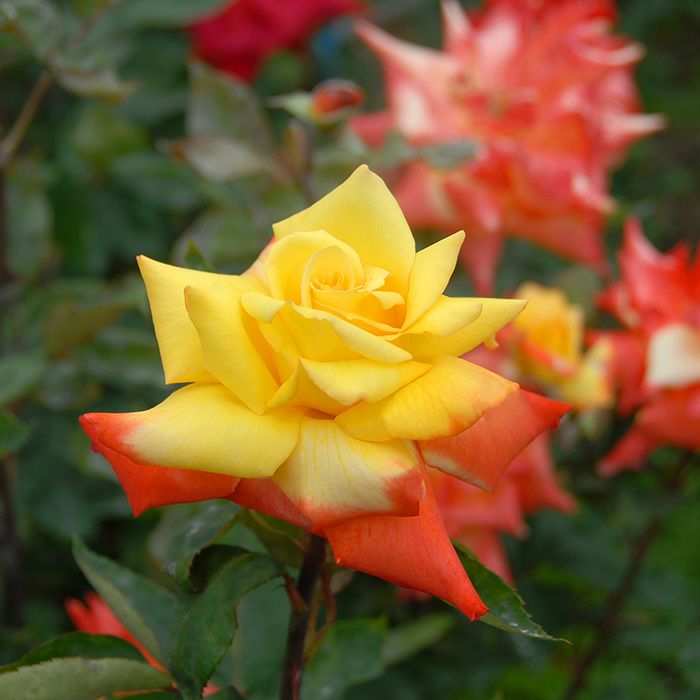 濃い黄色端が緋紅色をした高雄(たかお)というバラの画像