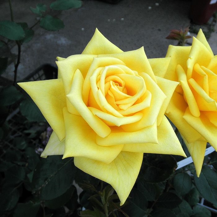 黄色をした光華(こうか)というバラの画像