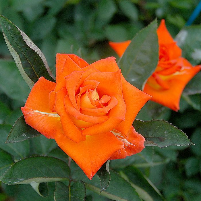 オレンジ色をした鶴見'90(つるみ90)というバラの画像