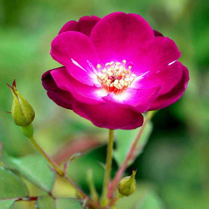 赤色や紫赤色をした江戸の庚申というバラの画像