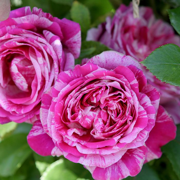 【即購入優先/バラ売り可】インパユロボロさんまとめ 弱ったバラ回復セット【送料お得！】 - 京都・洛西 まつおえんげい