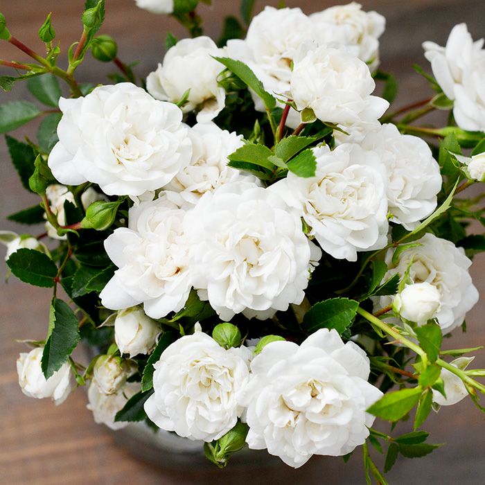 純白な花色が特徴的なオールメリーというバラの画像