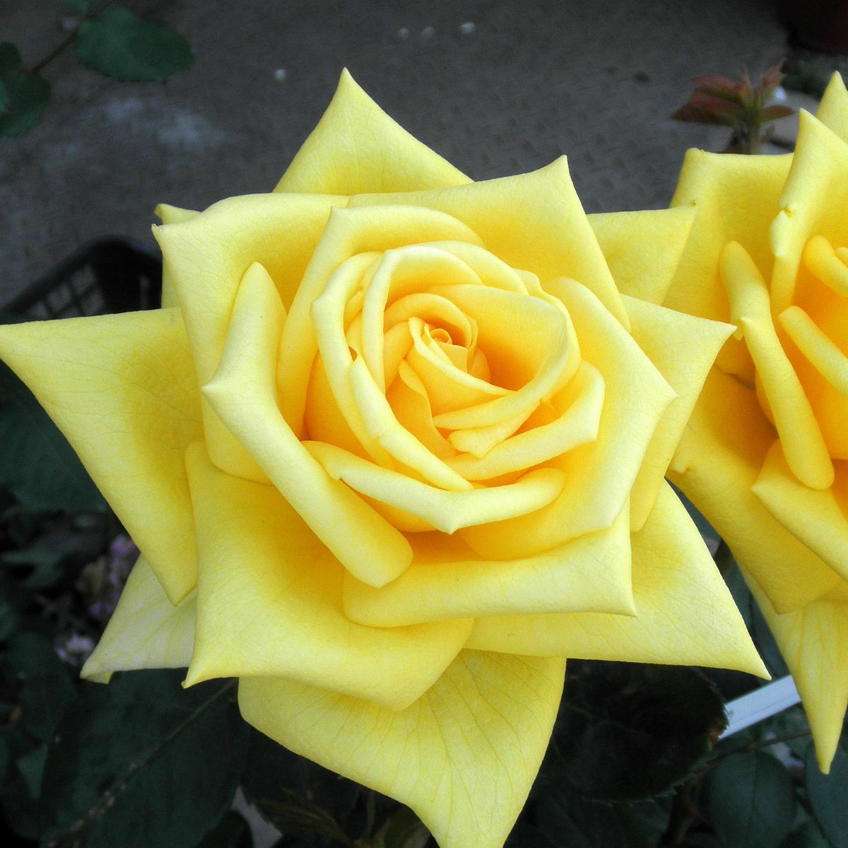 黄色をした光華(こうか)というバラの画像