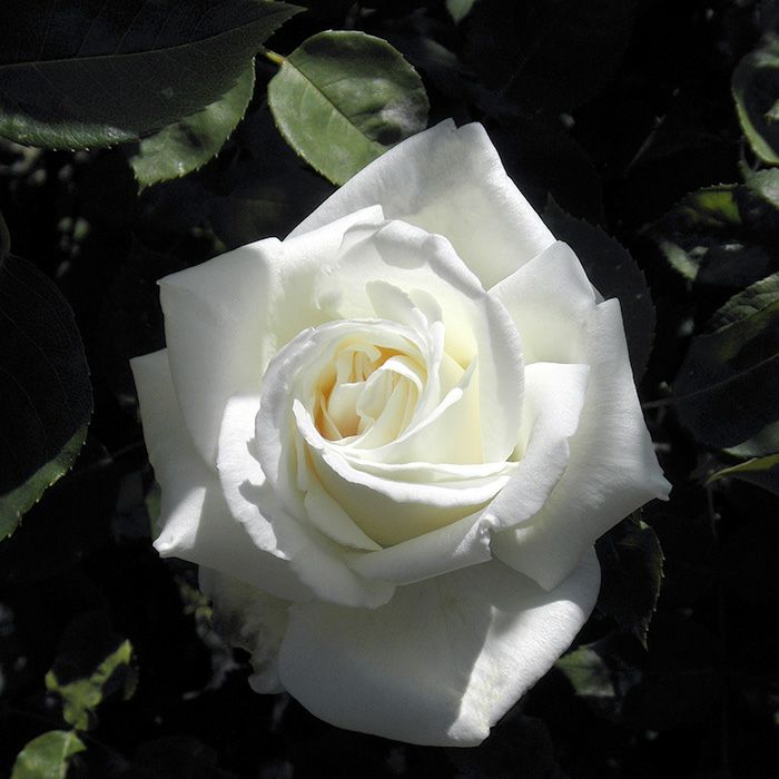 純白色をした白川(しらかわ)というバラの画像