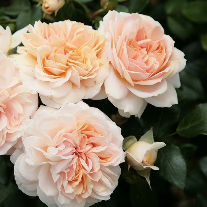 淡い杏色をしたガーデンオブローゼズというバラの画像