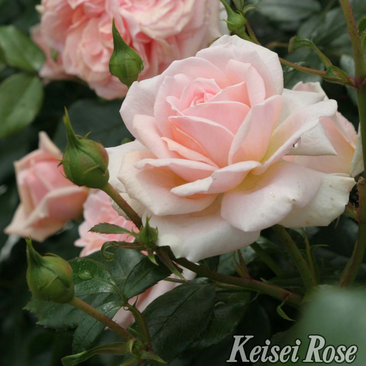 杏色をしたガーデンオブローゼズというバラの画像