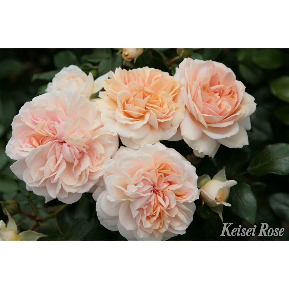 杏色をしたガーデンオブローゼズというバラの画像