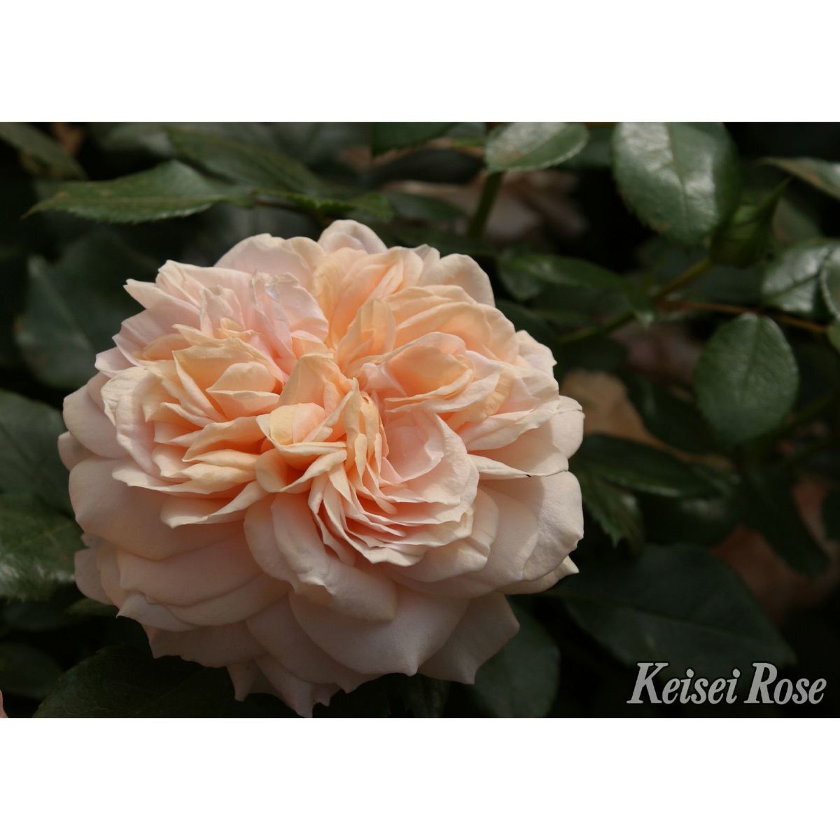 杏色をしたガーデンオブローゼズというバラの画像