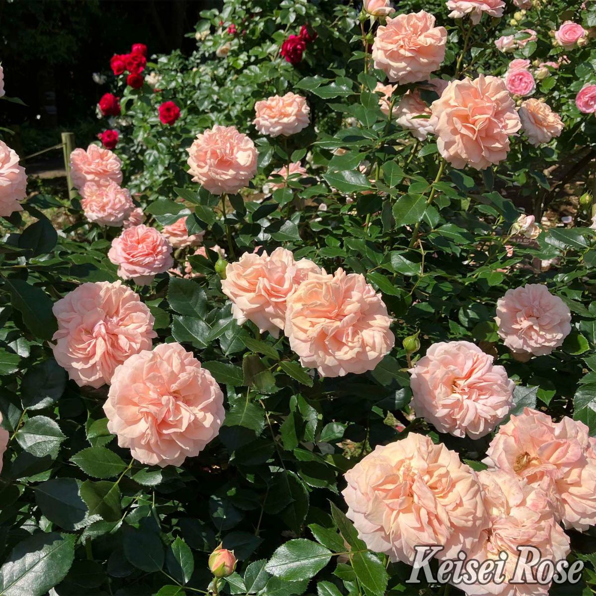 杏色をしたガーデンオブローゼズというバラの画像