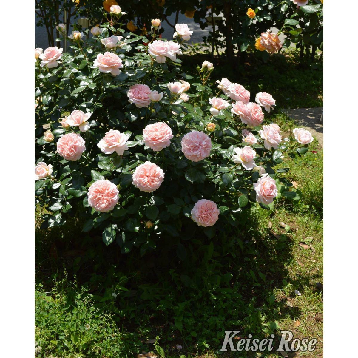 杏色をしたガーデンオブローゼズというバラの画像