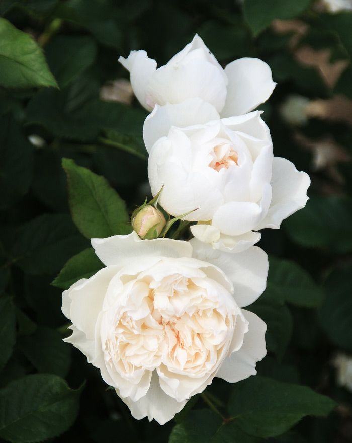 中央がほんのりピンク色をした白薔薇アッサンブラージュの画像