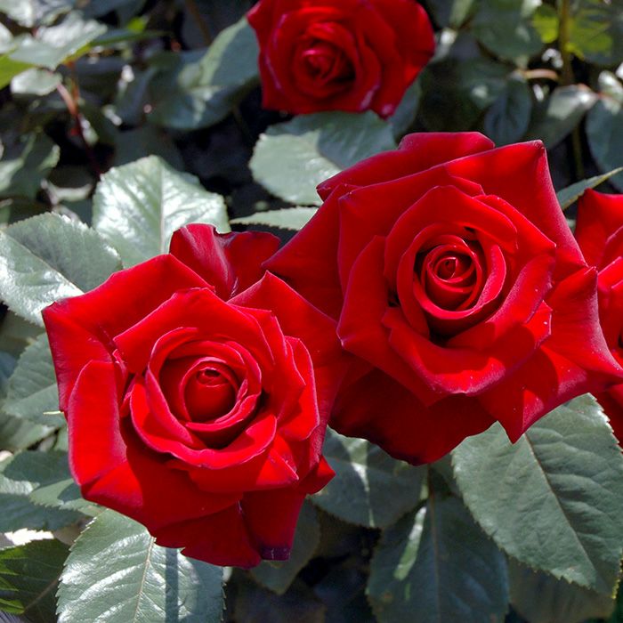 黒みを帯びた濃赤色をしたシュワルツマドンナというバラの画像