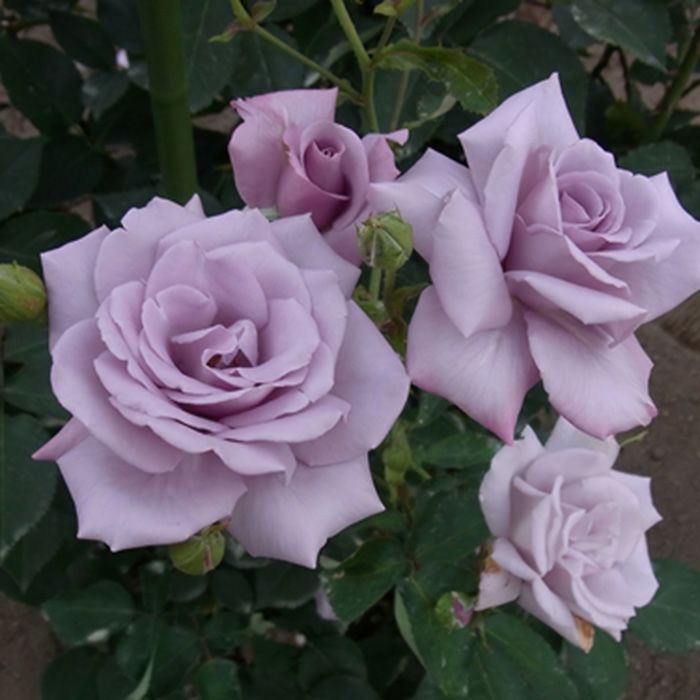 即納 バラ 「マダムヴィオレ [Madame Violet](H.T)」 6号鉢苗 四季咲 バラ苗 薔薇 (0804-2)