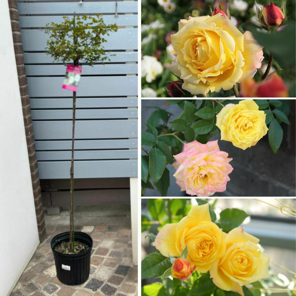 黄金色をベース色としたトロピカルシャーベットというバラの画像