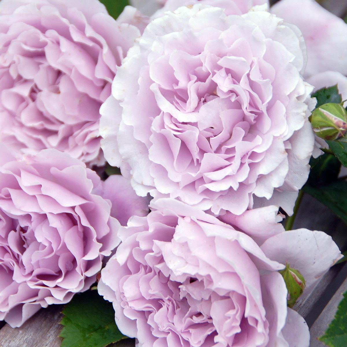 ライラックラベンダー色から淡いシルバーになる色をしたリベルラというバラの画像