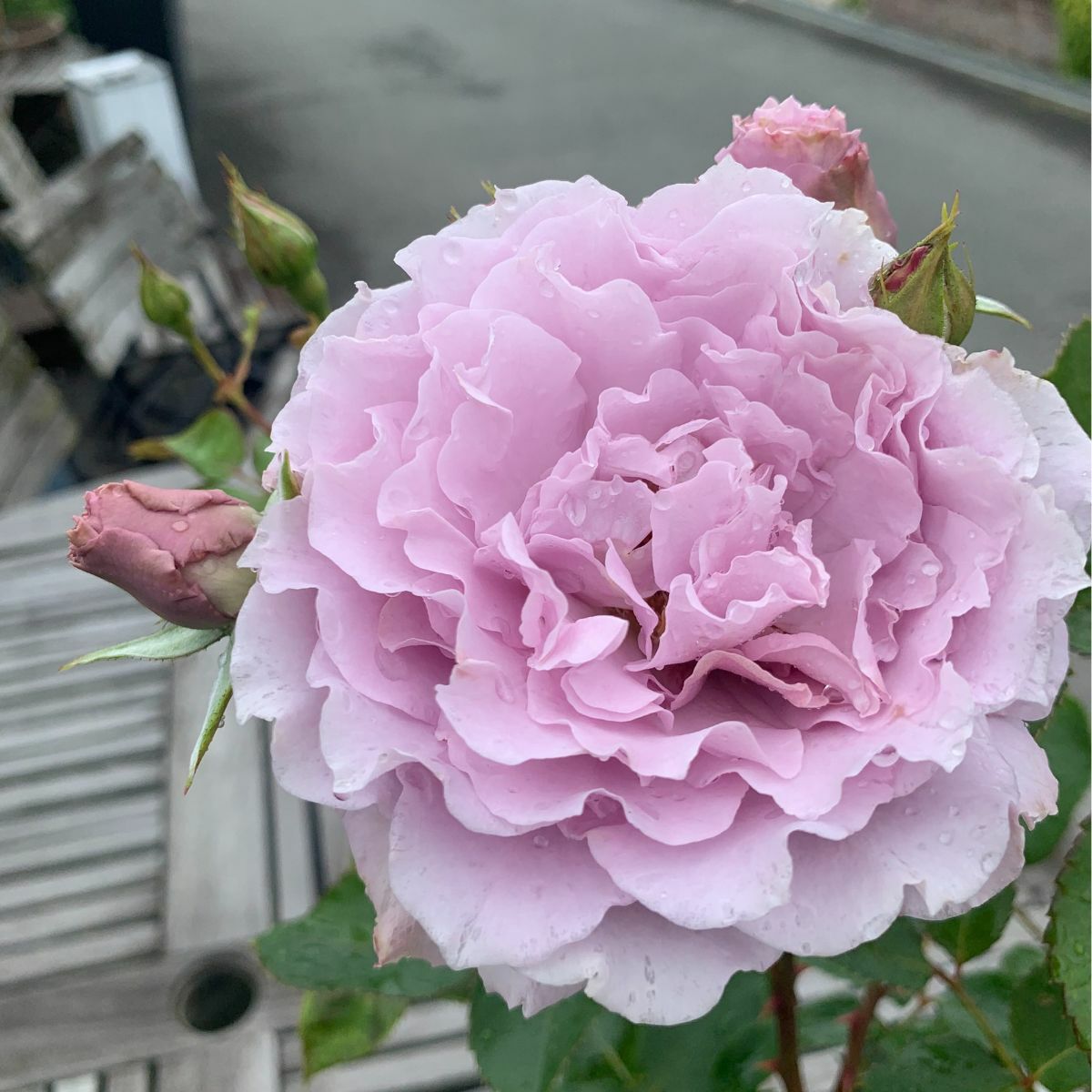 エマブリッジウォーター]秋苗｜バラと庭あそび京阪園芸公式ショップ