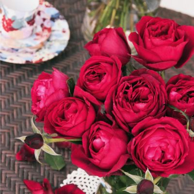 はいから]秋苗｜バラと庭あそび京阪園芸公式ショップ