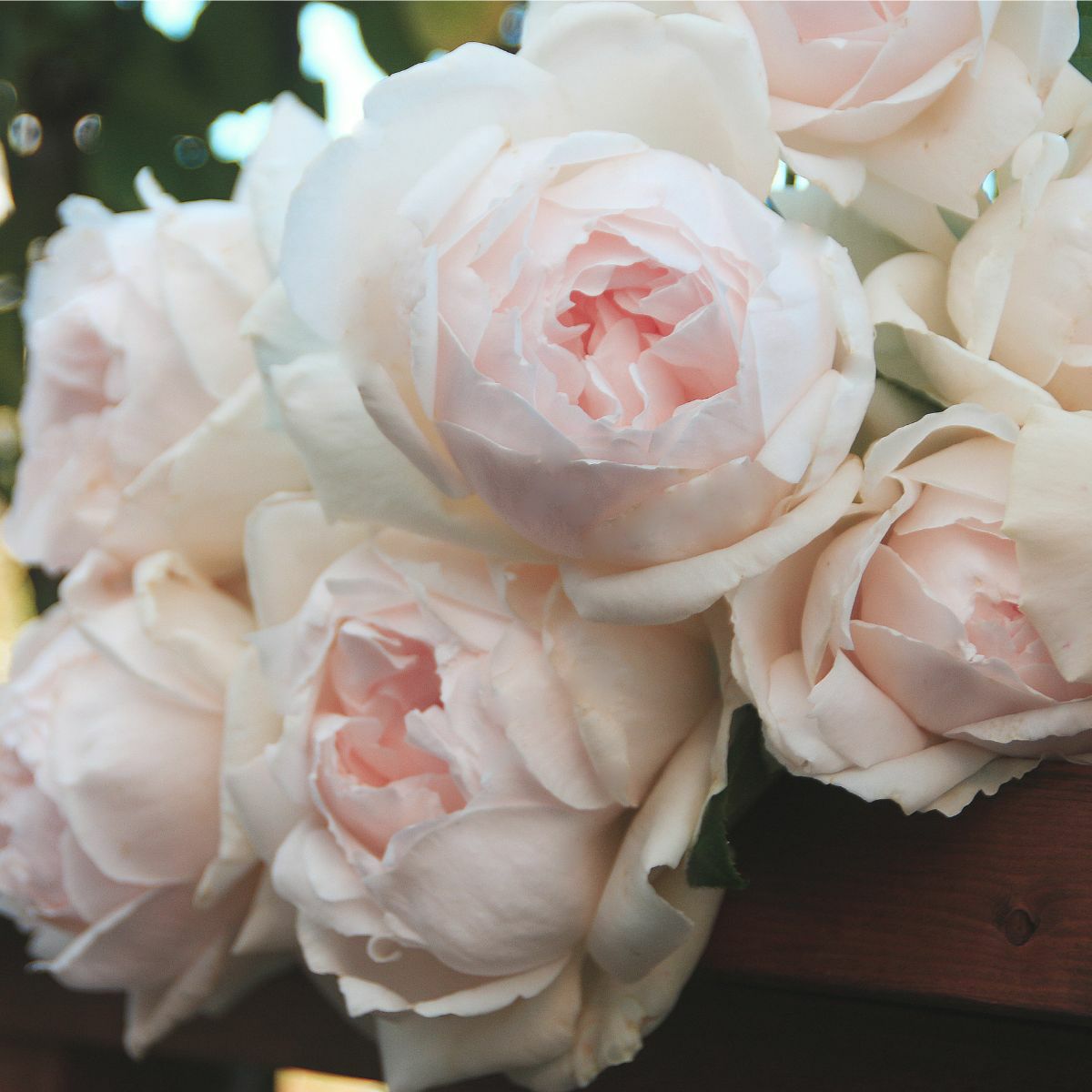 ごく淡いピンク色をした華宵（かしょう）というバラの画像