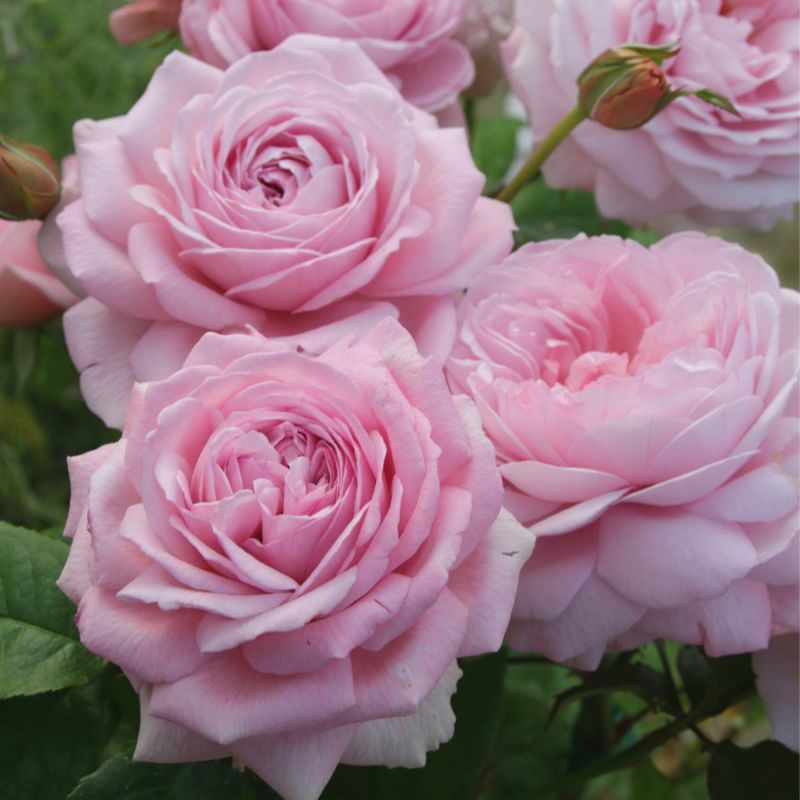 000000002437-02-l.jpg?t=