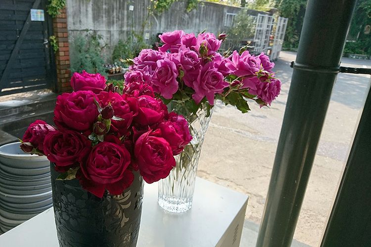 落ち着いた印象のある黒赤色をしたはいからというバラの画像