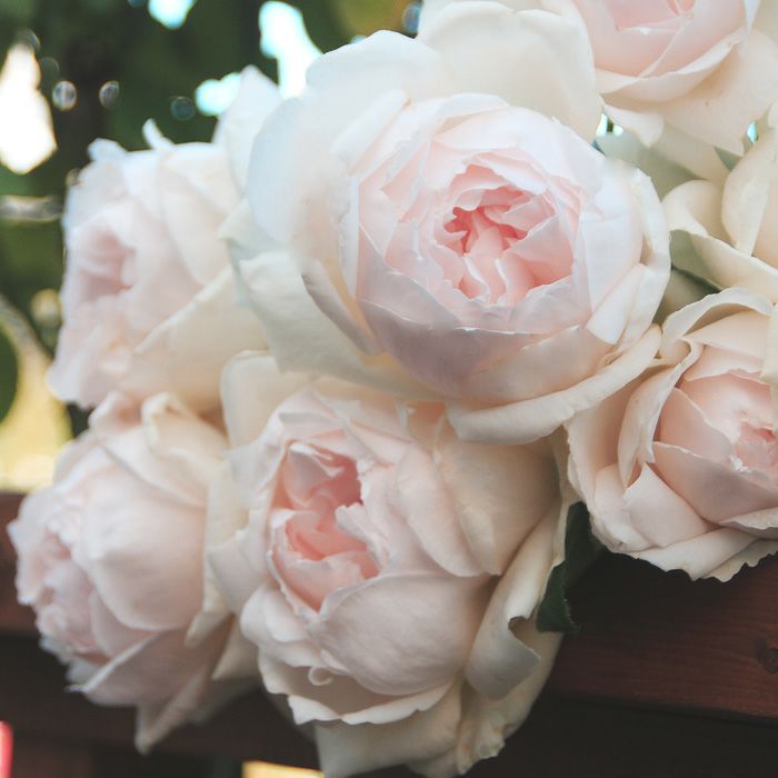 ごく淡いピンク色をした華宵（かしょう）というバラの画像