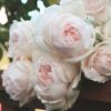 ごく淡いピンク色をした華宵（かしょう）というバラの画像