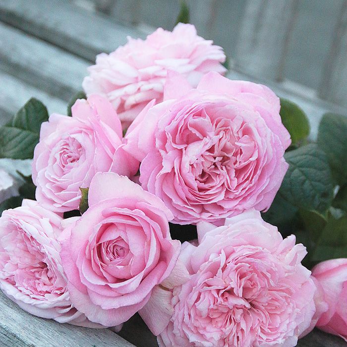 純ピンクをしたモガというバラの画像