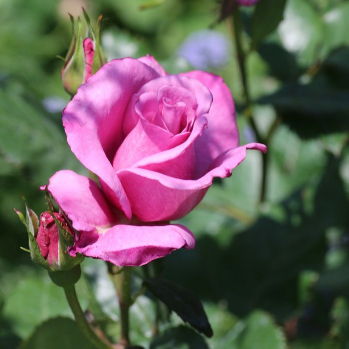 やや赤みのある紫色をしたショッキングブルーというバラの画像