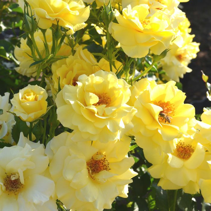 爽やかな黄色をしたサンフレアというバラの画像