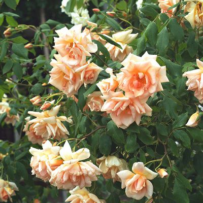 アプリコット、クリーム、ピンク色を重ねたように咲くクレプスキュールというバラの画像