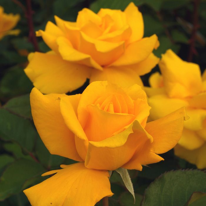 鮮やかな純黄色をしたヘンリーフォンダというバラの画像