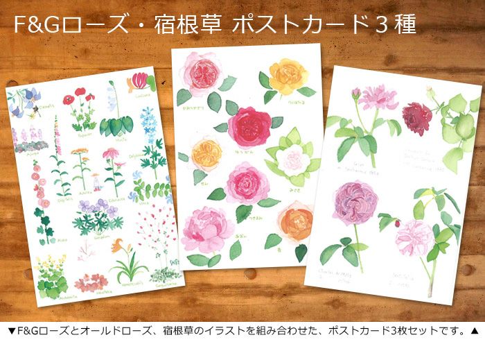 F&Gローズ・宿根草・ポストカード3種セット｜バラと庭あそび京阪園芸
