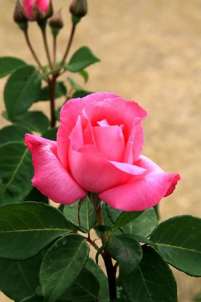 濃い紫色を帯びたピンク色をしたザマッカートニーローズというバラの画像