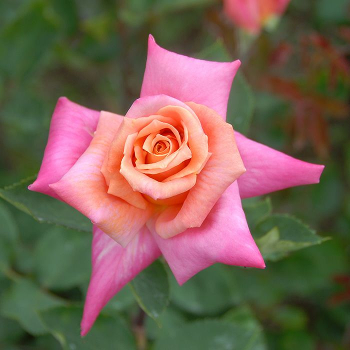 杏色に珊瑚色が浮かび、花びらの縁は桃色となる3色咲きの嵯峨野(さがの)というバラの画像