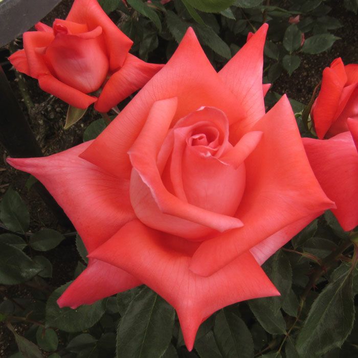 明るい朱紅色をした大文字(だいもんじ)というバラの画像