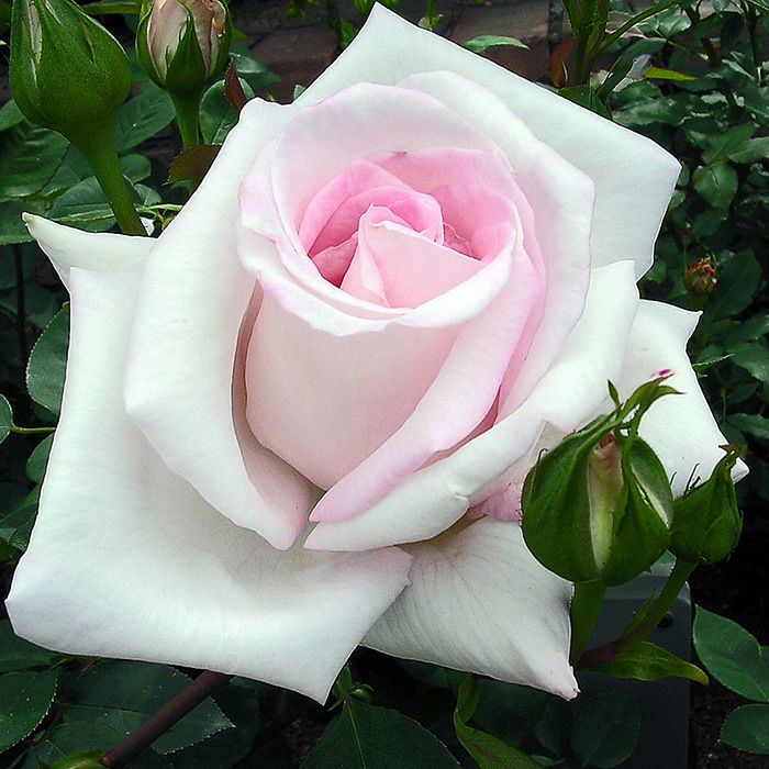 淡い桃色をした花嫁(はなよめ)というバラの画像