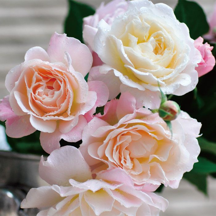 やわらかなアプリコットピンク色をしたシュシュというバラの画像