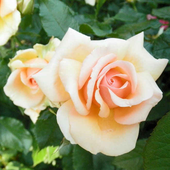 アプリコットカラーのフレグラントアプリコットというバラの画像