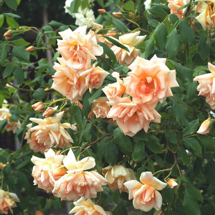 アプリコット、クリーム、ピンク色を重ねたように咲くクレプスキュールというバラの画像